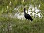 Day02 - 42 * Bare-faced Ibis